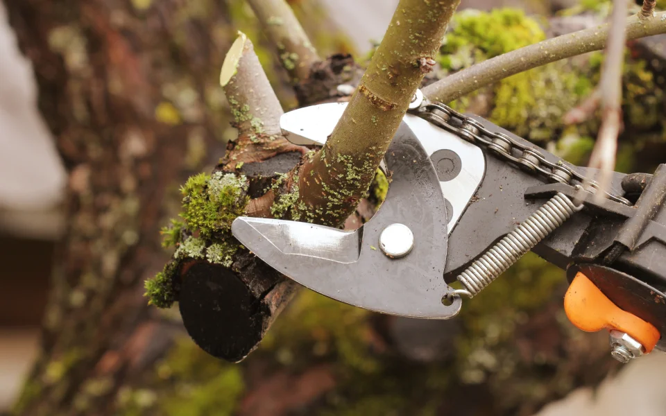 ongoing tree pruning
